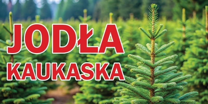 BANER REKLAMOWY - JODŁA KAUKASKA - CHOINKI - SUPER JAKOŚĆ!